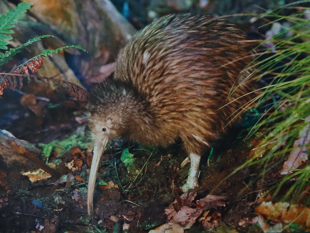 Kiwi Bird