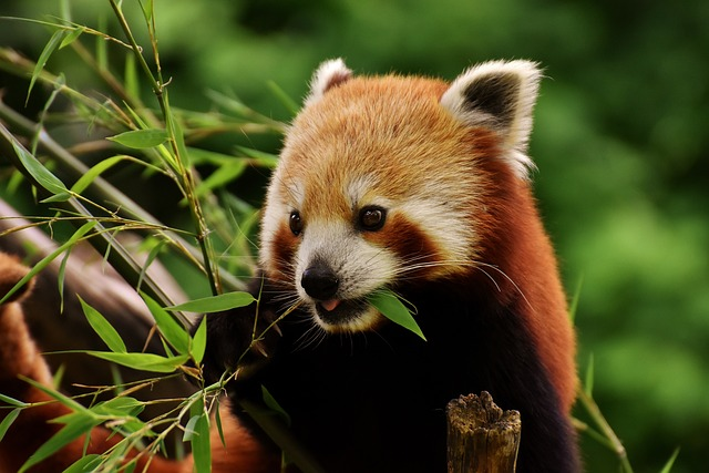 little panda, red panda, cat-bear