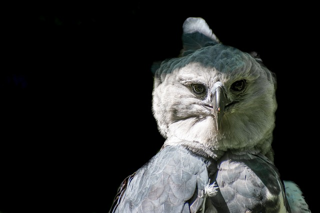 harpy, eagle, bird