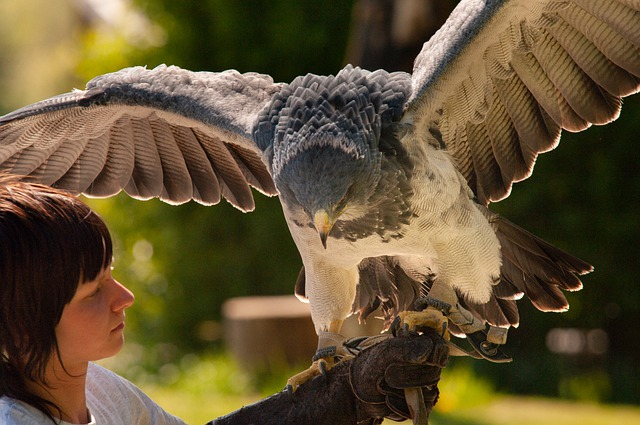 bird, harpy eagle, ornithology