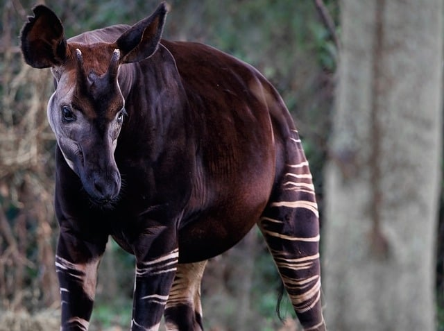 okapi, forest giraffe, animal