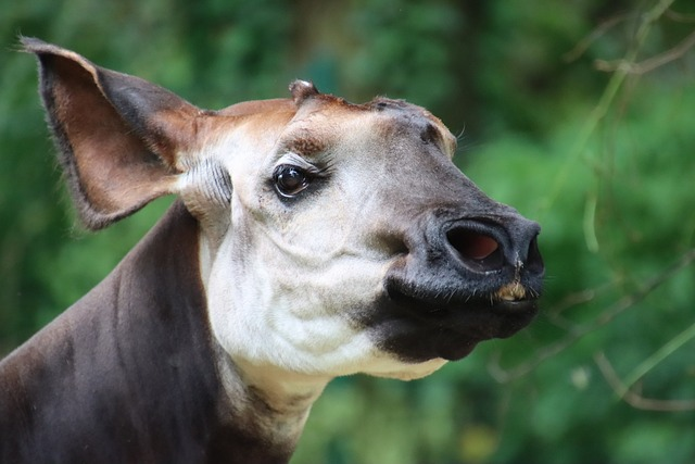 okapi, forest giraffe, congolese giraffe