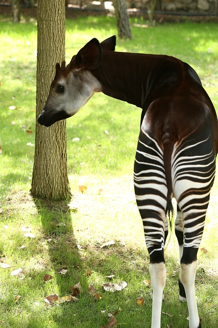 okapi, africa, angola