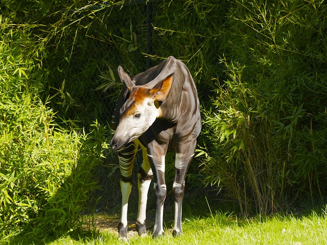 okapi, okapis, okapia