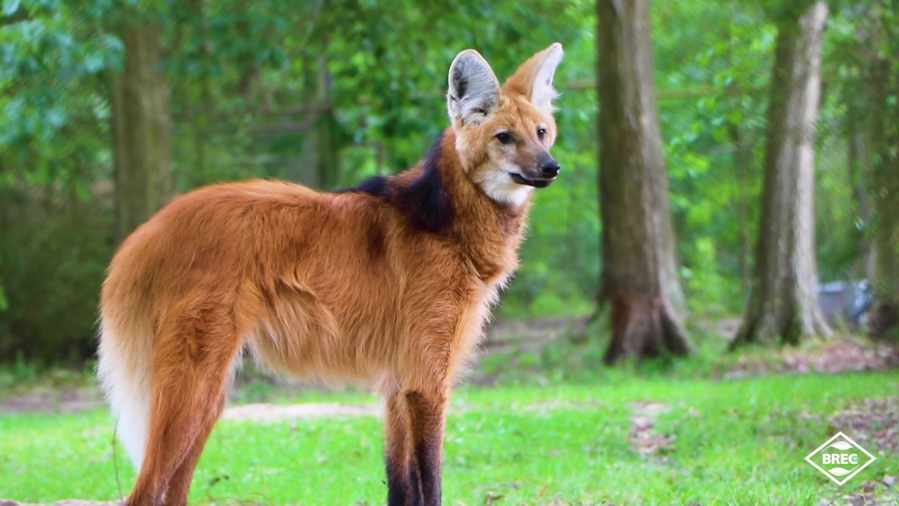 Maned Wolf