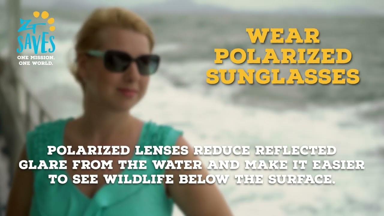 Protecting Manatees And Tampa Bay From Marine Debris Zoos USA