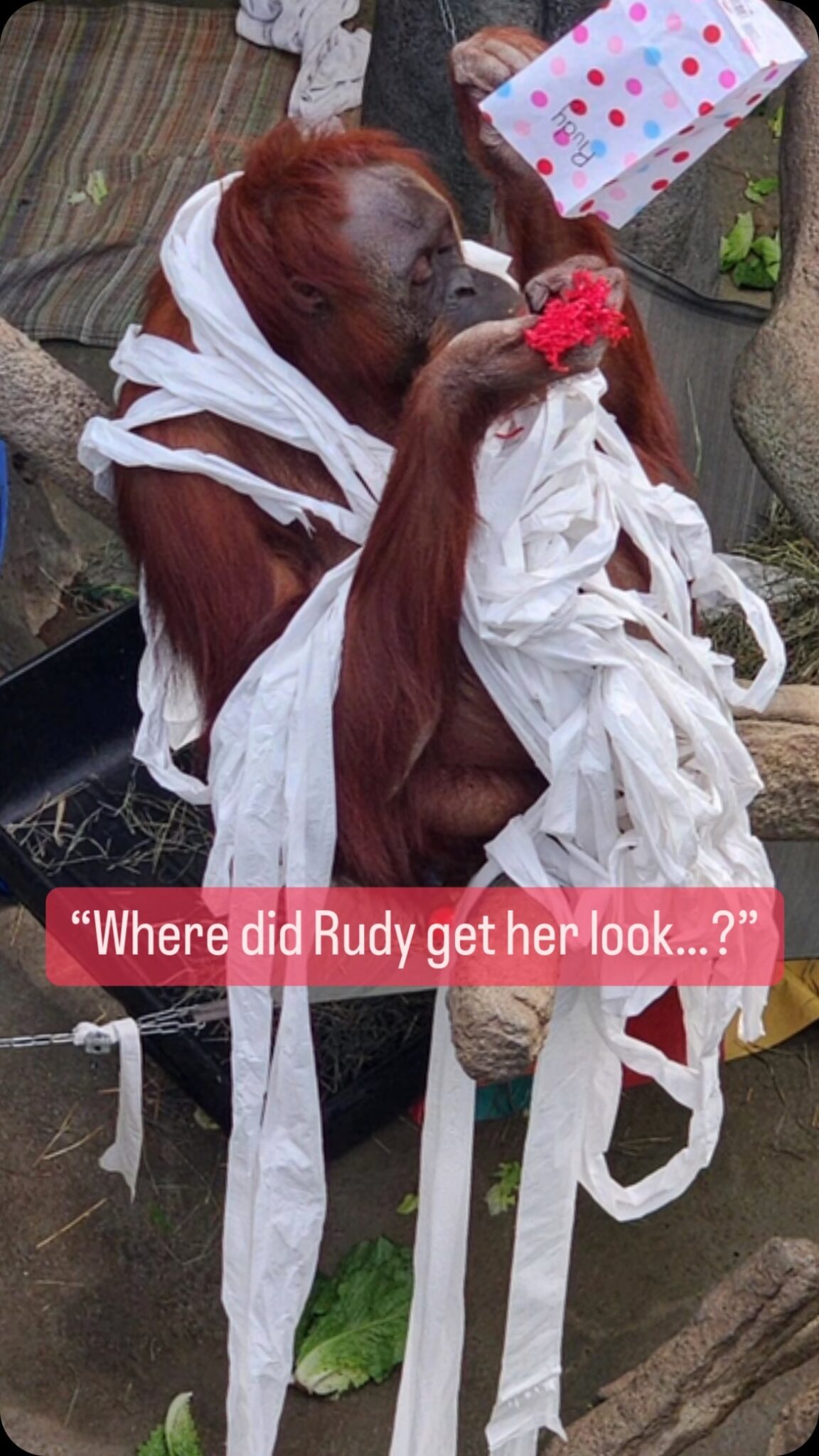 Unveiling Rudy #39 s Surprising Secrets Topeka Zoo Zoo Guide Unveiling Rudy #39 s Surprising Secrets Topeka Zoo Zoo Guide