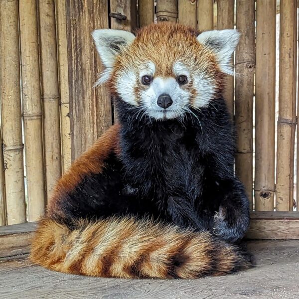Red Pandas: Bamboo Eaters From The Heights - Zoo Boise Zoo Guide