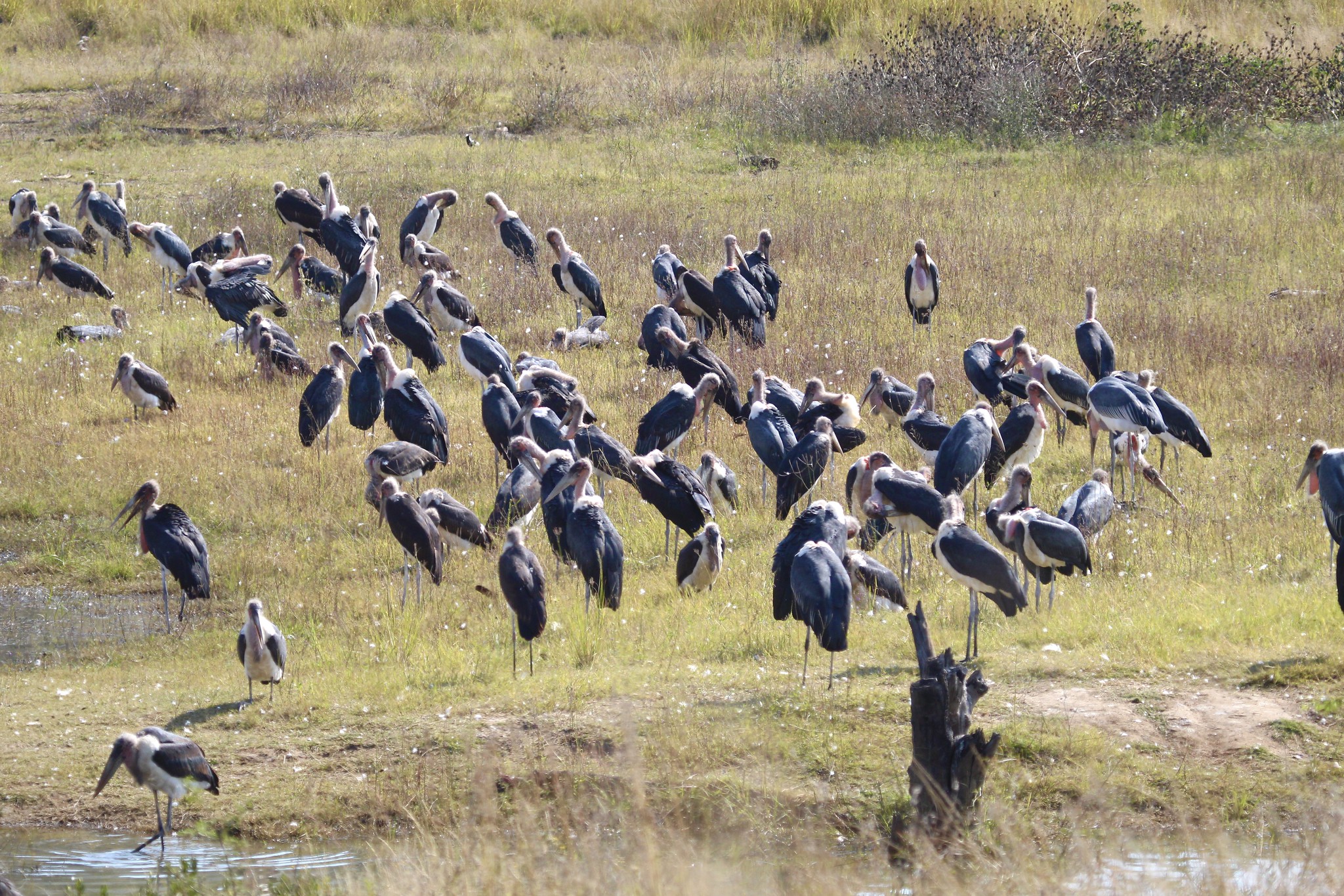 marabou stork