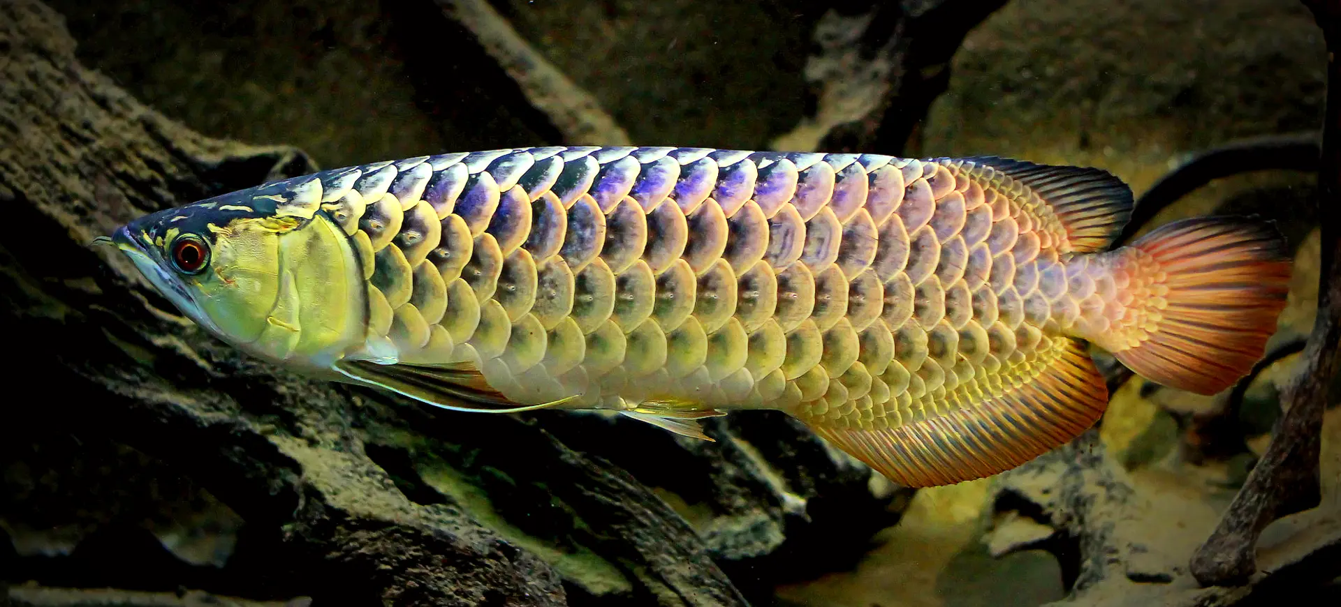 Asian Arowana