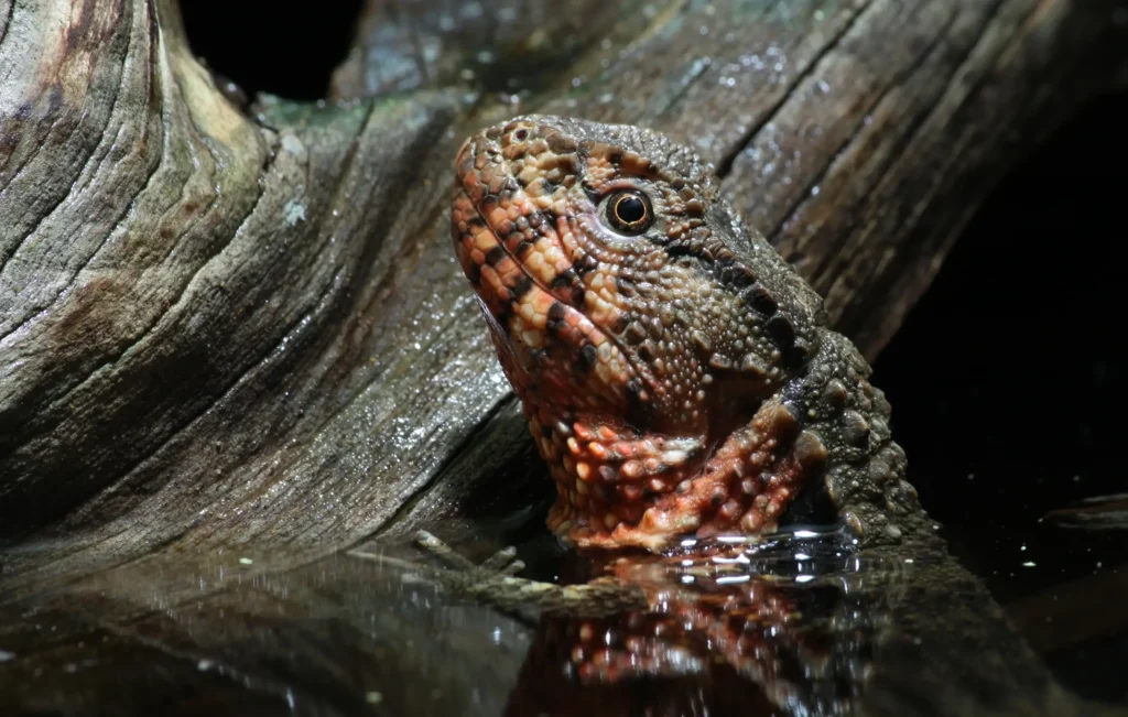 Chinese Crocodile Lizard3