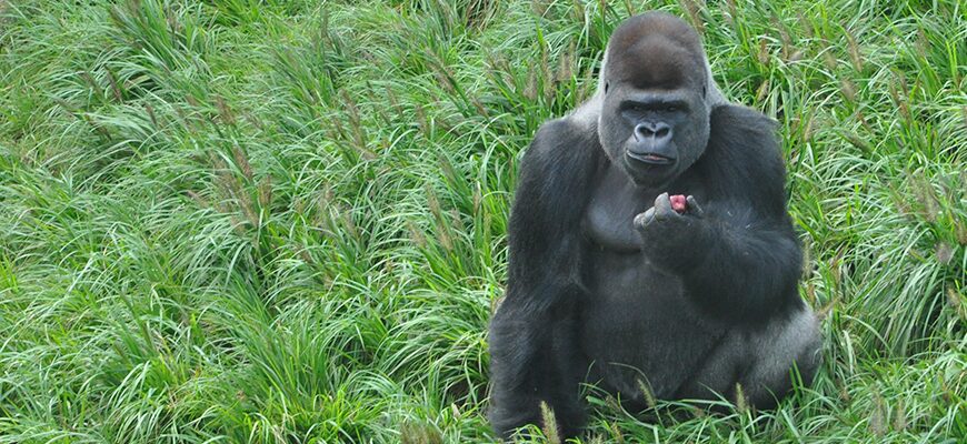 Louisville Zoo gorilla forest