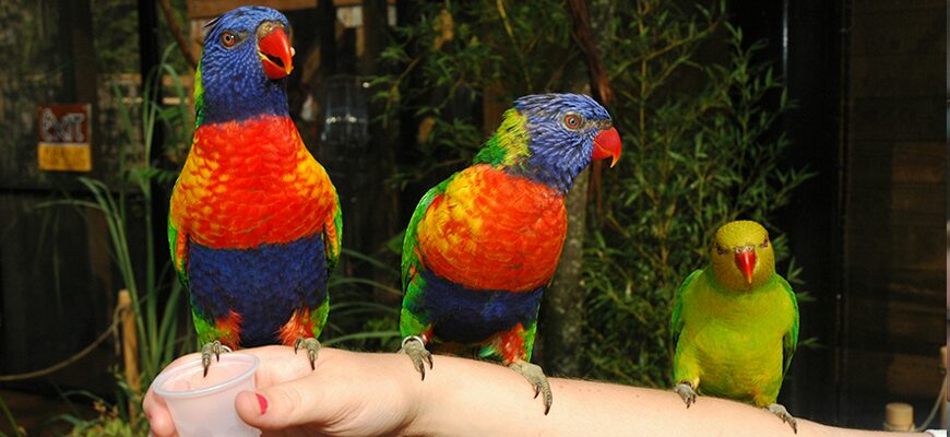 Louisville Zoo lorikeet