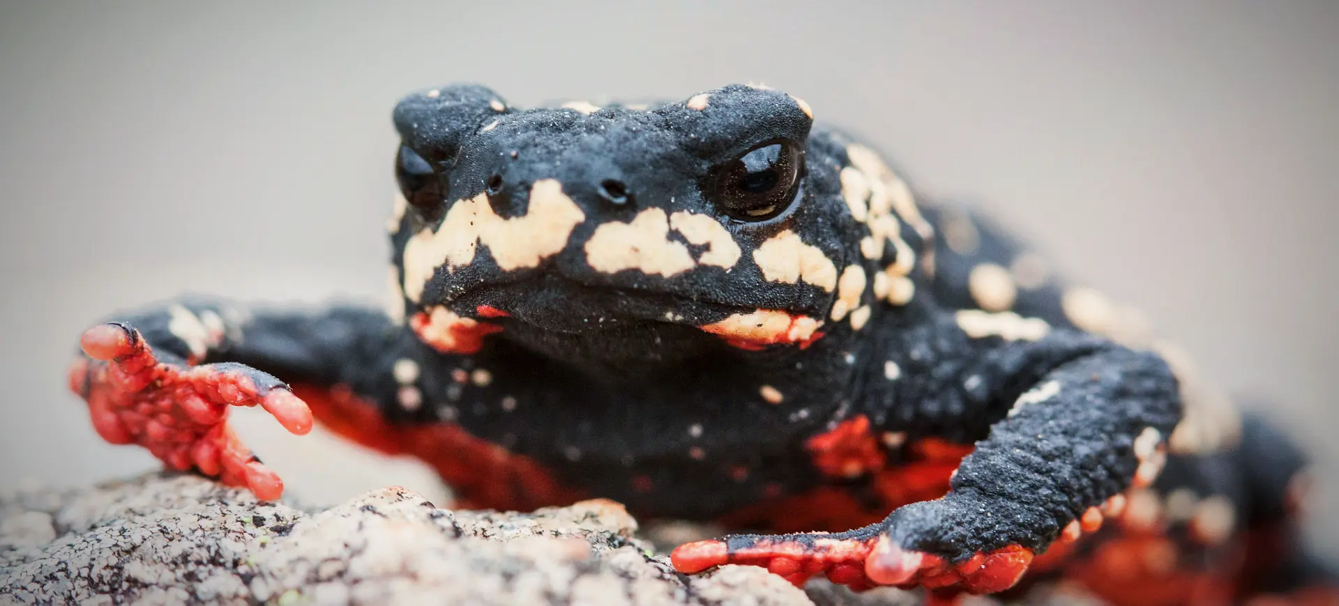 Redbelly Toad