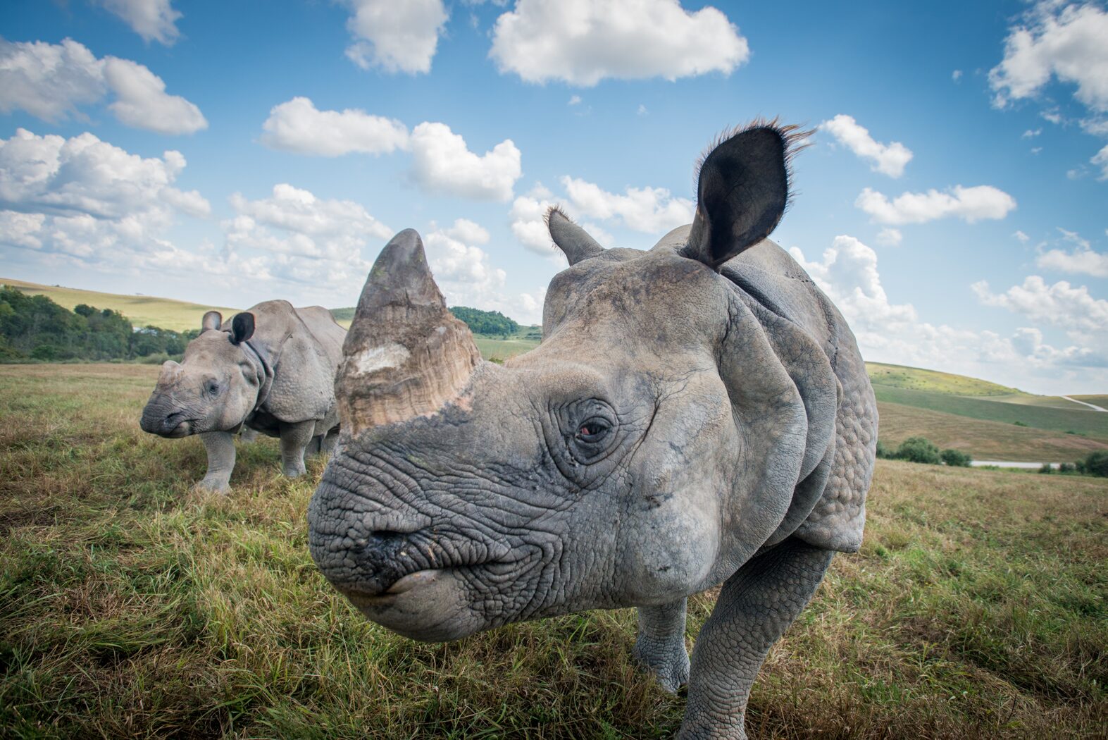 Assam Rhino Reserve with diverse wildlife in a conservation-focused habitat