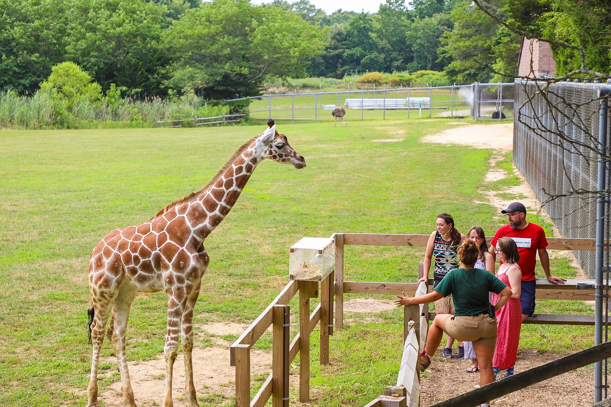 cap may zoo giraffe