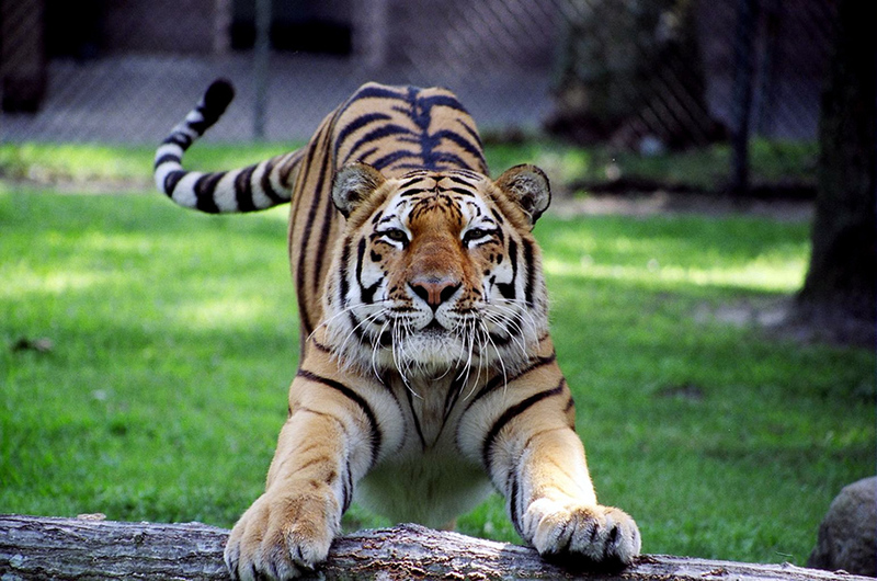 cape may zoo tiger