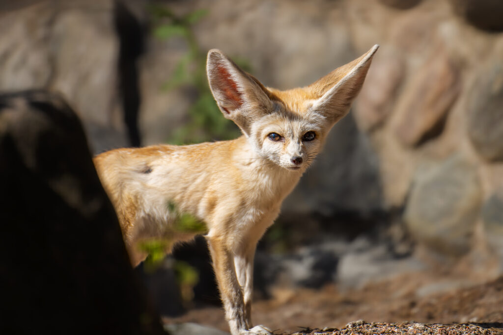 Closeup of a Fennec fox in a daylight