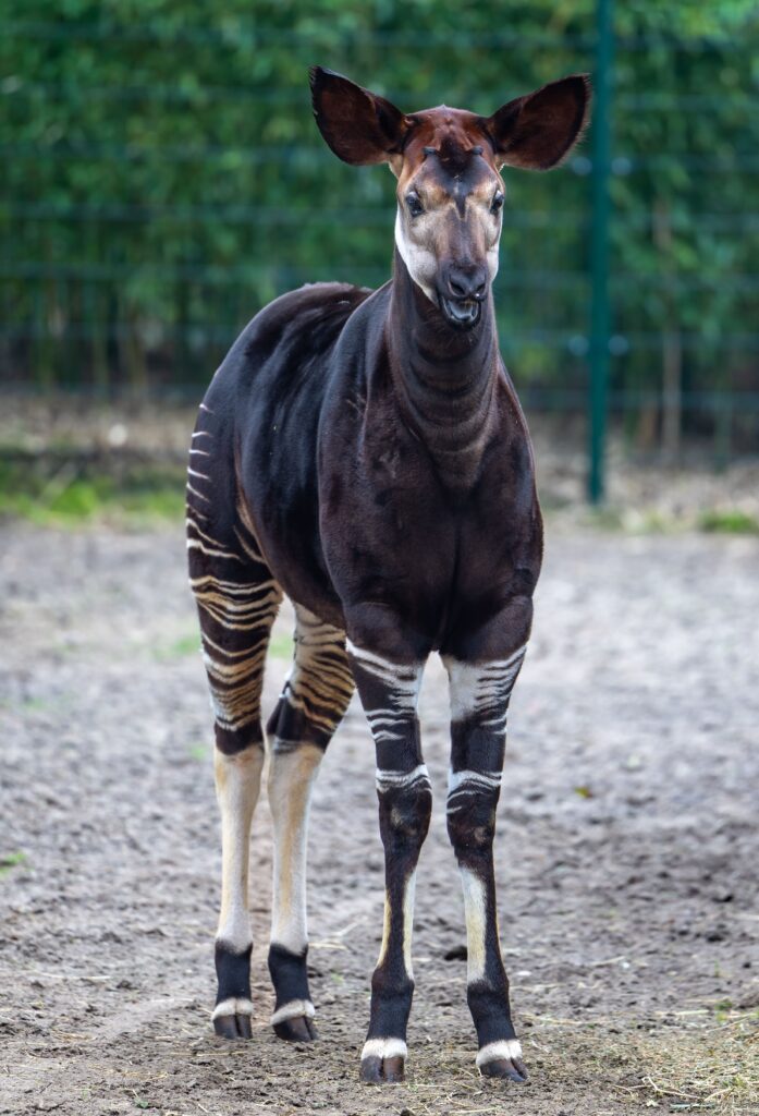 Okapi