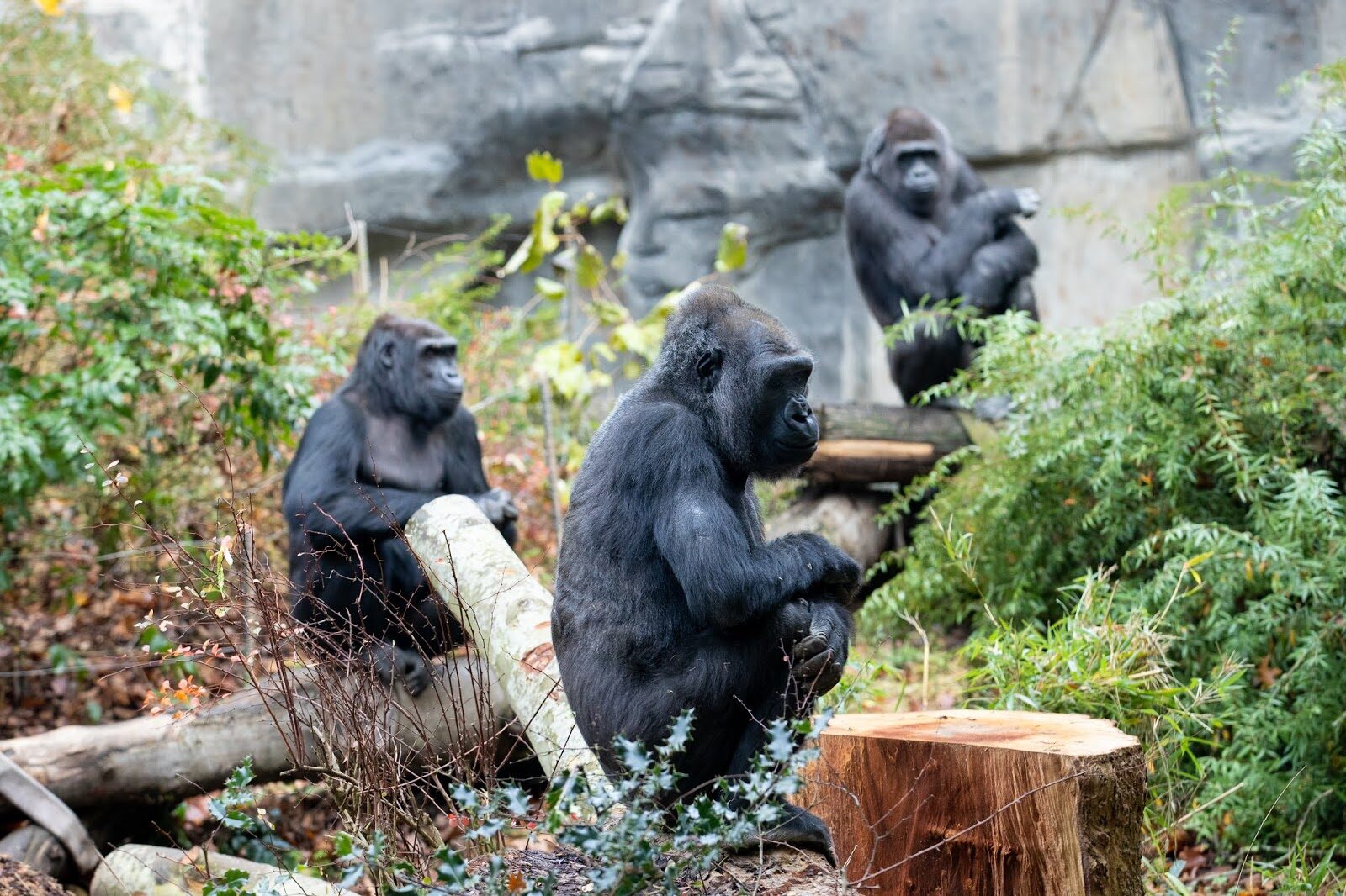 Illustration of the gorilla habitat with a family of Western lowland gorillas