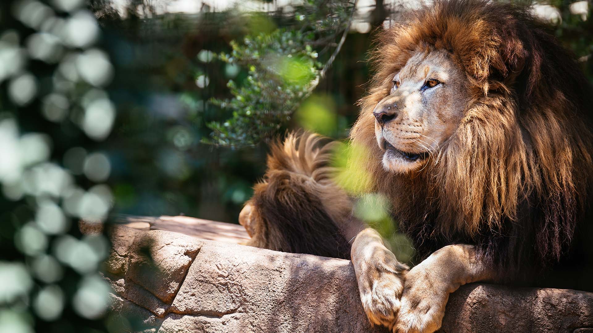 greenville zoo lion