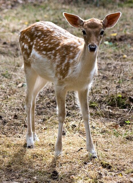 fallow deer cub, fawn, fallow deer