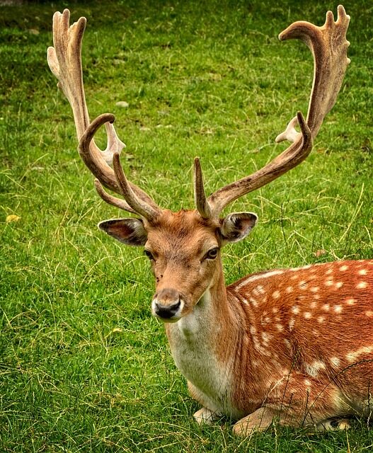 antler, fallow deer, hirsch