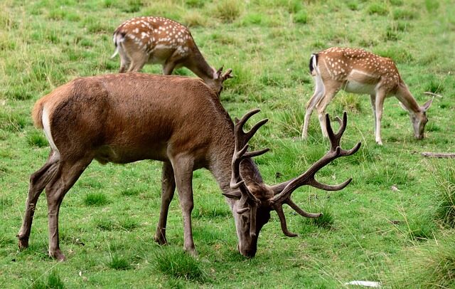 fallow deer, deer, animal