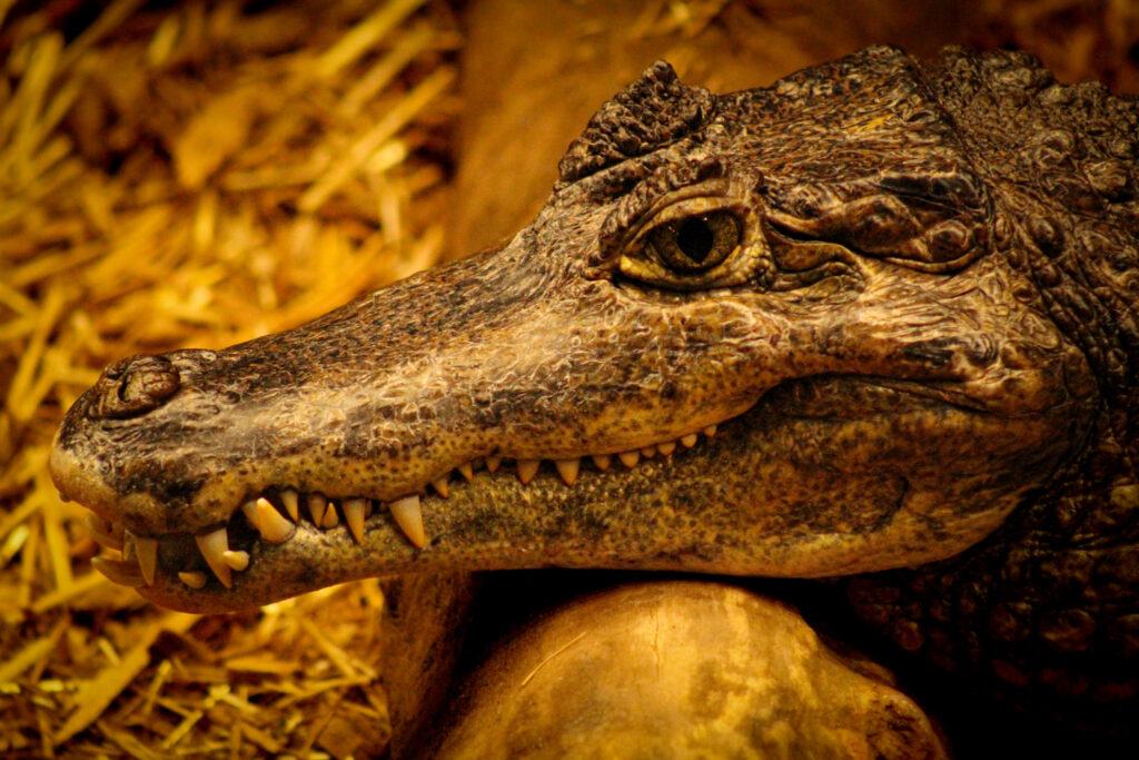 Spectacle Cayman Spectacled Caiman Secrets Unveiled - Zoos - USA - Nebraska - Omaha's ...