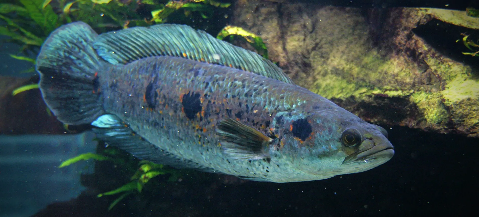 Barramundi