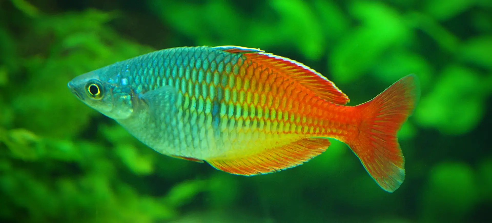 Boeseman's Rainbowfish