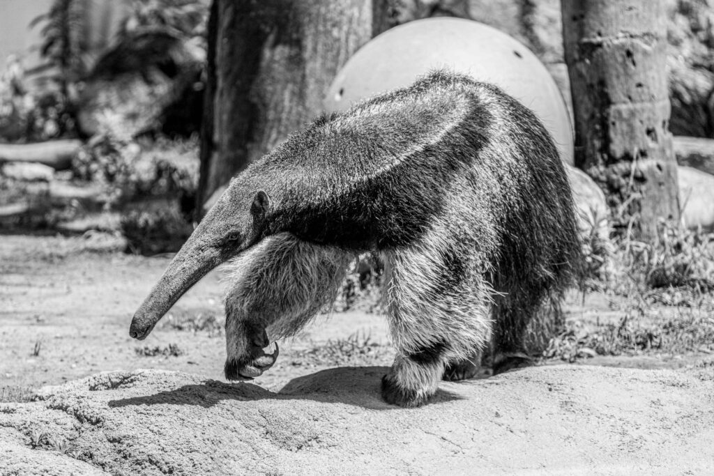 Zoo Bids Farewell To Anara The Giant Anteater Zoos USA California 1738655868 476017441 18475784446004978 7676378848840727147 N 1024x683
