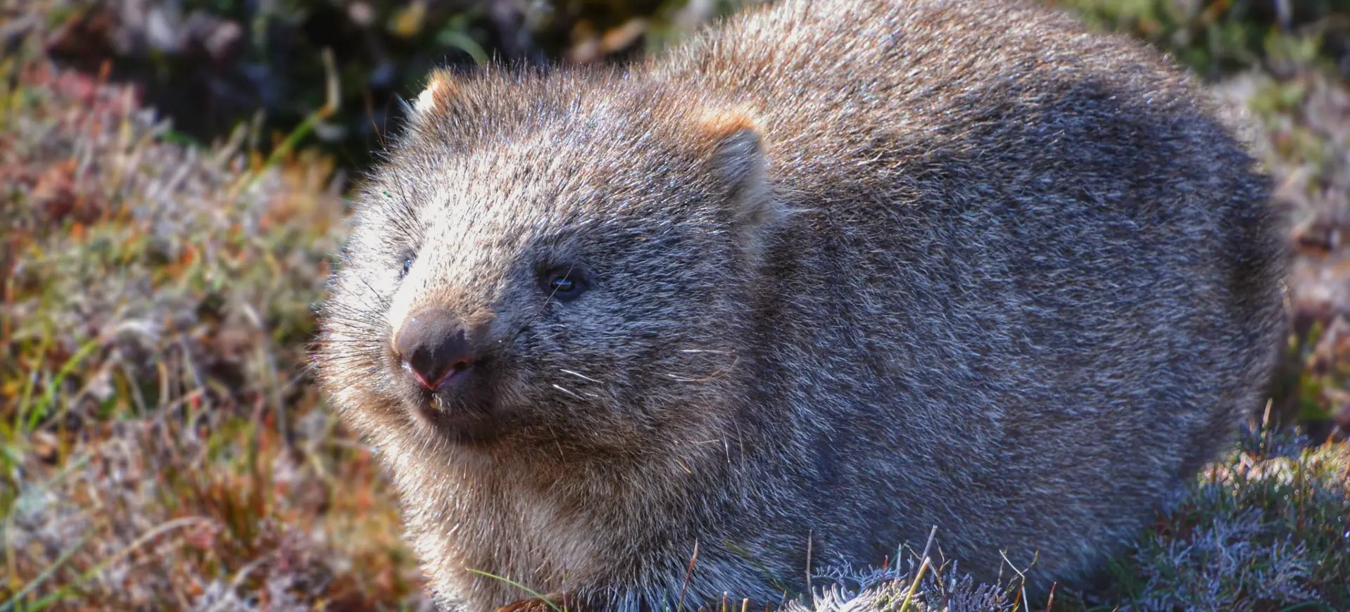 Hirsute Wombat