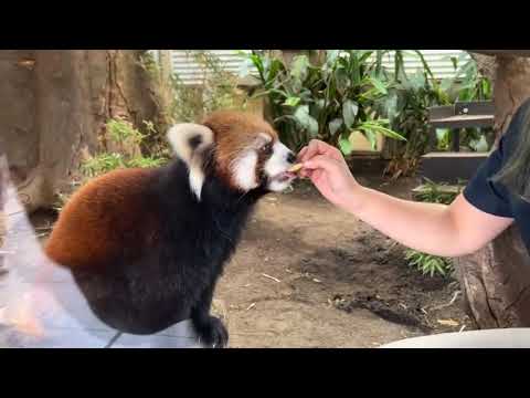 Meet Willow the Red Panda - Zoo Guide