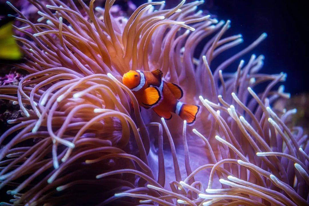 Exploring The Fascinating Anemonefish, Or Clownfish, Of The World ...