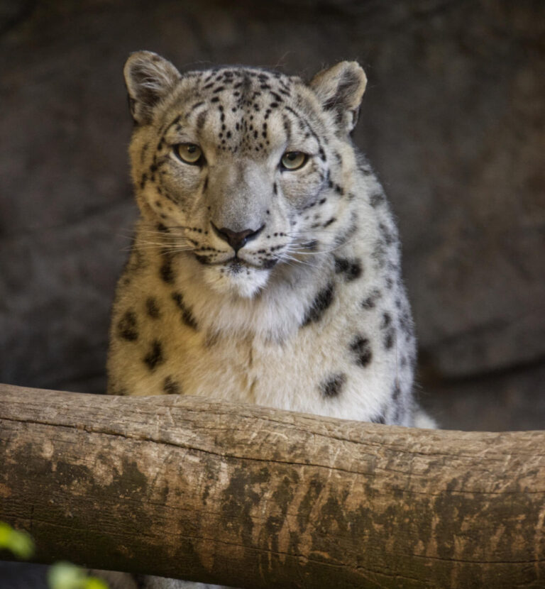 Ghost Of The Mountains: Snow Leopard Conservancy - Uncategorized Zoo Guide