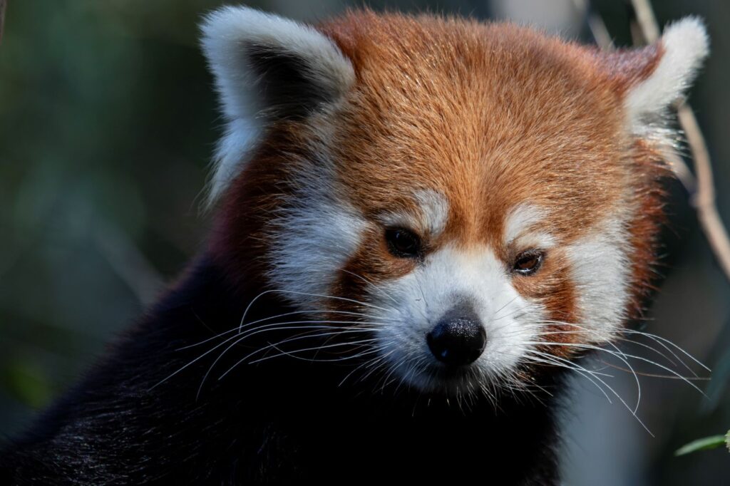 Red Panda: Ecology, Threats, And Conservation Measures - Zoo Animals ...