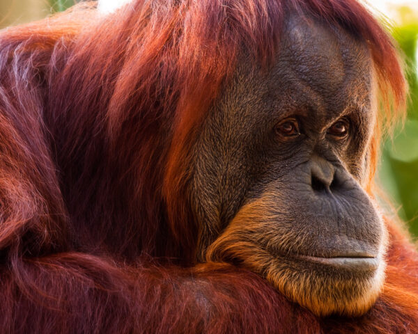 Orangutan