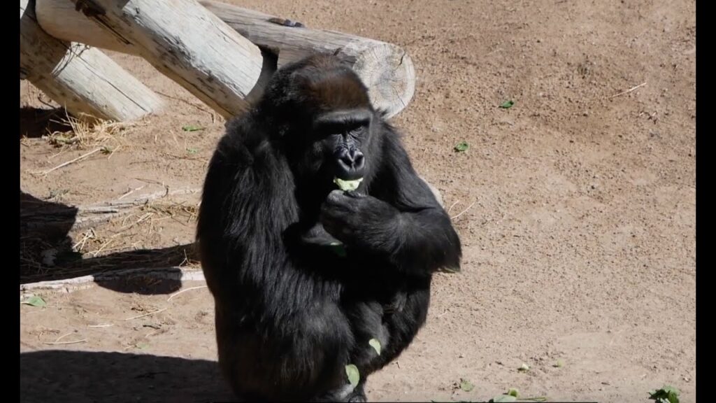 Secrets Of ABQ BioPark Primates Zoos USA New Mexico Albuquerque