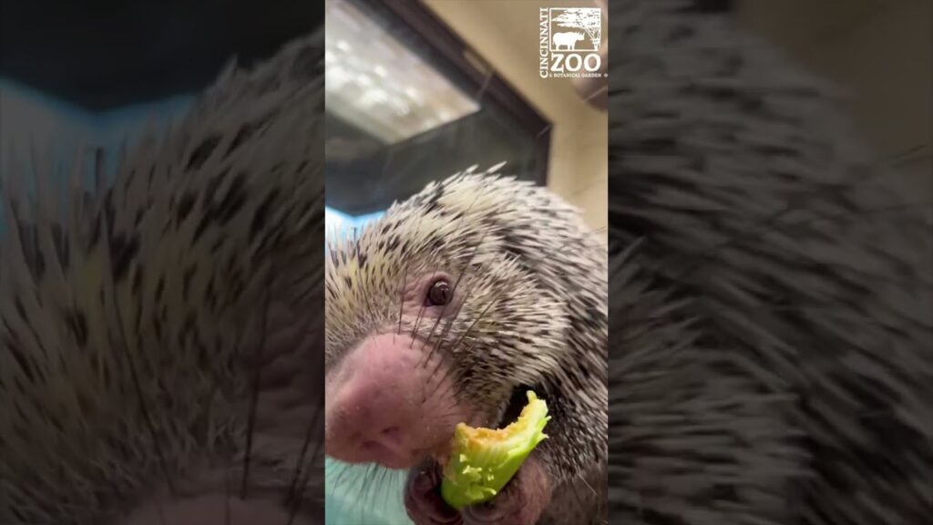 Cincinnati Zoo Rico's Peanut Butter Celery Snack Uncategorized Zoo Guide