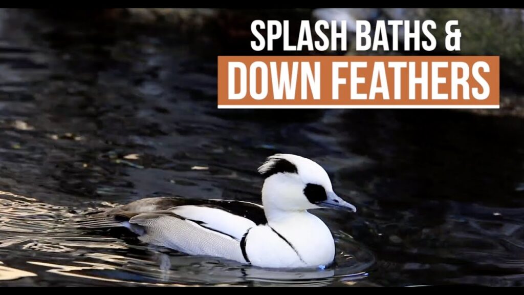 Birds in a Bath Frenzy! Zoo Guide