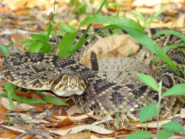 Eastern diamondback rattlesnake