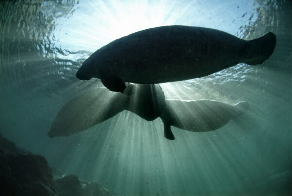 Manatee