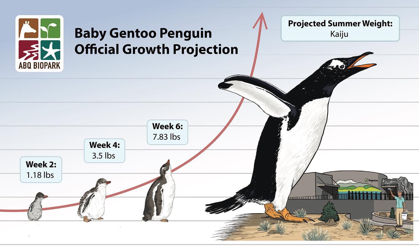 "Rapid Growth Of Baby Penguin: Weight And Behavior Analysis Reveals