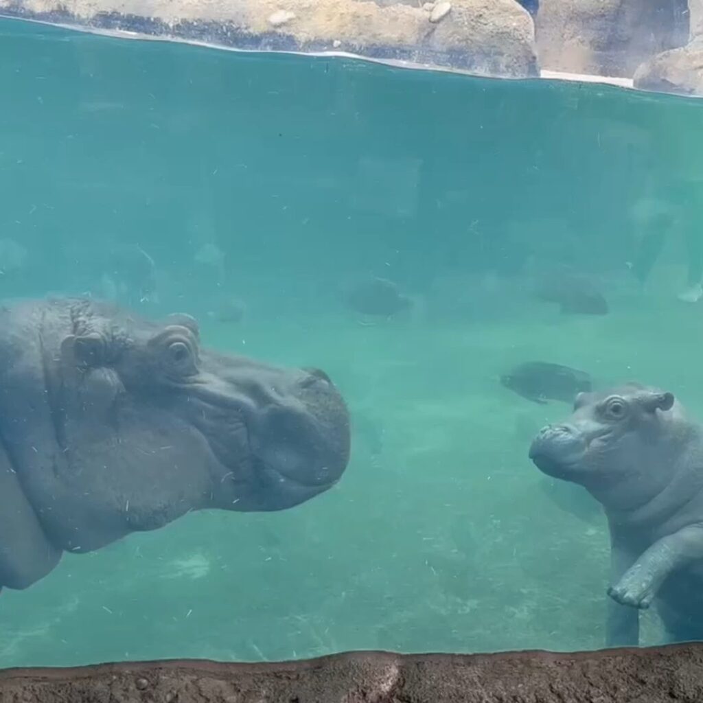 Hippos Can't Swim Or Float: Fritz's Misguided Beliefs - Zoo Guide