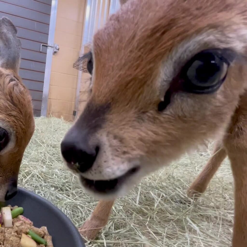 Take Your Abilene Zoo Wild Days Experience To The Next Level! Zoos