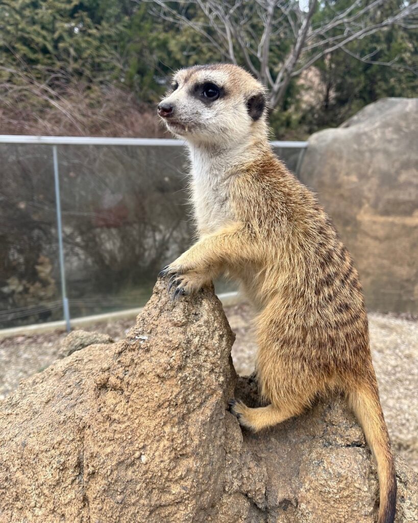 Joyful And Sugary Bert! - Uncategorized Zoo Guide
