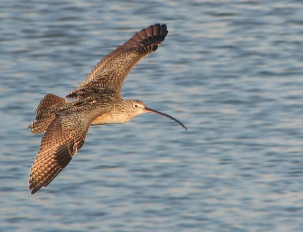 Flying curlew