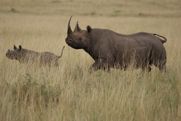 Black Rhino - Masai Mara