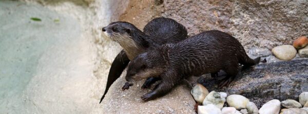 Asian Small Clawed Otter